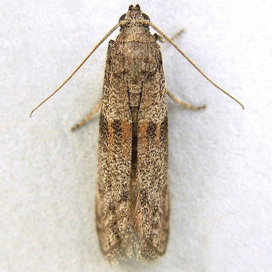 Plodia, Cadra e Ephestia spp. 
